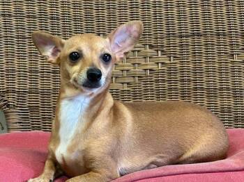Rescue Chiweenie Dogs for Adoption in Marshall, Texas - Mia | PetCurious