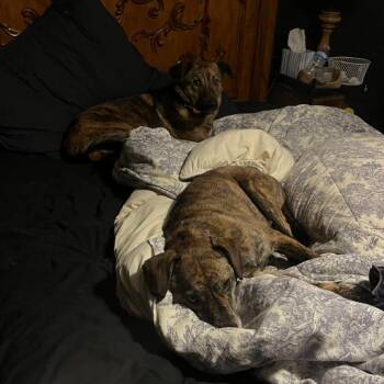 Australian Cattle Dog Blue Heeler and Shepherd Dogs Available for Adoption - Bingo | PetCurious