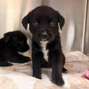 Bratwurst -  Mixed Breed Dog for Adoption in Riverwoods, Illinois - Bratwurst | PetCurious
