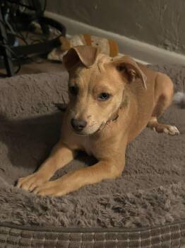 Avery -  Chihuahua Dog for Adoption in New Smyrna Beach, Florida - Avery | PetCurious