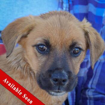 Rescue Pug and English Bulldog Dogs for Adoption in Huntley, Illinois - Zahara | PetCurious