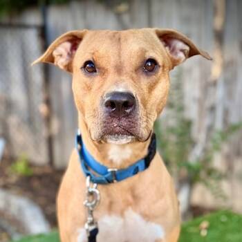 Rescue Terrier and Mixed Breed Dogs for Adoption - Impala | PetCurious