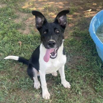 Riza -  Mixed Breed Dog for Adoption in Chattanooga, Tennessee - Riza | PetCurious
