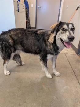 CASSANDRA -  Siberian Husky and Mixed Breed Dog for Adoption in Ontario, California - CASSANDRA | PetCurious