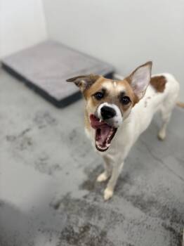 Rescue Jack Russell Terrier Dogs for Adoption in Los Angeles, California - Luna 2024 | PetCurious