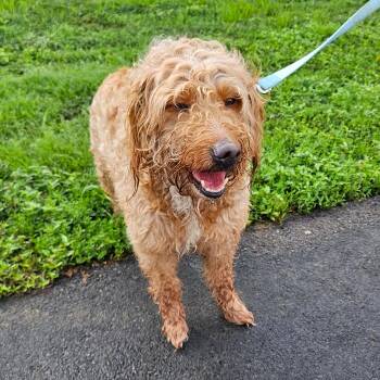 Cannoli -  Goldendoodle Dog for Adoption in Louisville, Kentucky - Cannoli | PetCurious