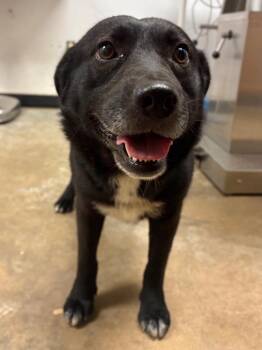 Australian Cattle Dog Blue Heeler and Border Collie Dogs Available for Adoption in Lockhart, Texas - Macky | PetCurious