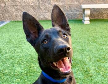 SAVE ME PLEASE Kevin - IDA554388 -  Australian Cattle Dog Blue Heeler Dog for Adoption in San Marcos, California - SAVE ME PLEASE Kevin - IDA554388 | PetCurious