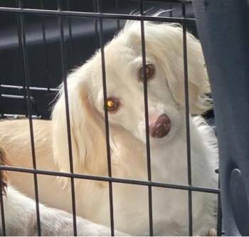 Dachshund Dogs Available for Adoption in Mary Esther, Florida - Gisele | PetCurious