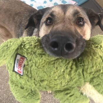 Brownie -  Shepherd and Husky Dog for Adoption in Salt Lake City, Utah - Brownie | PetCurious