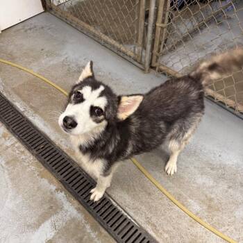 Shelby -  Husky Dog for Adoption in Meadow Lake, Saskatchewan - Shelby | PetCurious