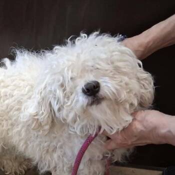 Lacey (in PA) -  Bichon Frise and Poodle Dog for Adoption in Huntsville, Alabama - Lacey (in PA) | PetCurious
