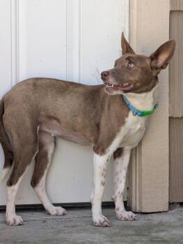 Perry -  Basenji Dog Available for Adoption in Roseville, California - Perry | PetCurious