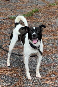 Oreo -  Chihuahua Dog for Adoption in Sumter, South Carolina - Oreo | PetCurious