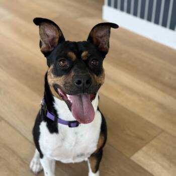 Pit Bull Terrier and Beagle Dogs Available for Adoption - Nami | PetCurious