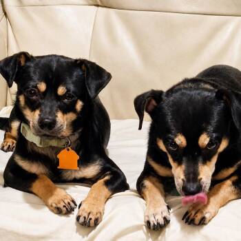 Cactus Jack (bonded to Dusty) -  Chihuahua and Mixed Breed Dog for Adoption in New Orleans, Louisiana - Cactus Jack (bonded To Dusty) | PetCurious