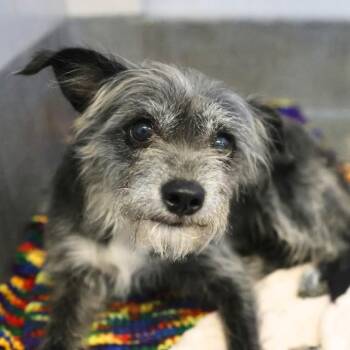 Terrier Dogs Available for Adoption in San Antonio, Texas - GERTRUDE | PetCurious