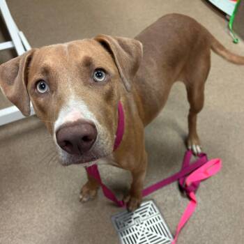 Cookie Butter -  Mixed Breed Dog for Adoption in Hinesville, Georgia - Cookie Butter | PetCurious