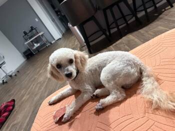 Louis -  Miniature Poodle Dog for Adoption in Conroe, Texas - Louis | PetCurious
