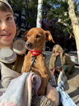 Blaze -  Chihuahua and Terrier Dog for Adoption in New York, New York - Blaze | PetCurious