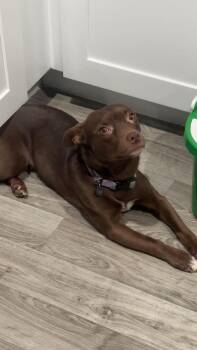 Pug and American Staffordshire Terrier Dogs Available for Adoption - Maile | PetCurious