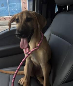 Redbone Coonhound and Mixed Breed Dogs Available for Adoption in Killeen, Texas - STINKBUG | PetCurious