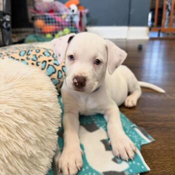 Tiger -  Mixed Breed Dog for Adoption in Shorewood, Illinois - Tiger | PetCurious