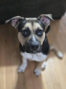 Whiskey -  Mixed Breed Dog for Adoption in Huntsville, Alabama - Whiskey | PetCurious