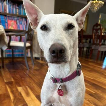 Rescue Jindo and Greyhound Dogs for Adoption in San Diego, California - Rudy | PetCurious