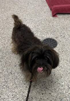 Truman -  Mixed Breed Dog for Adoption in Kansas City, Missouri - Truman | PetCurious