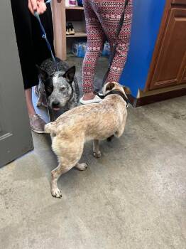 Patch -  Australian Cattle Dog Blue Heeler Dog for Adoption in Murray, Kentucky - Patch | PetCurious