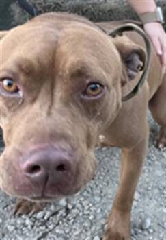 Rescue Pit Bull Terrier Dogs for Adoption in Woodland, California - HUSTLER | PetCurious