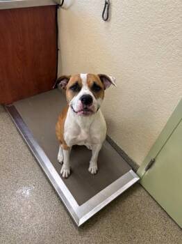 American Bulldog and Mixed Breed Dogs Available for Adoption in Fort Myers, Florida - BOWIE | PetCurious
