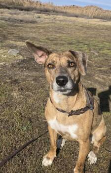 Mixed Breed Dogs Available for Adoption - Aki: RIDGE DOG GRADUATE (LOCAL PRISON TRAINING FACILITY) | PetCurious