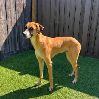 Carrot 1983 -  Anatolian Shepherd and Mixed Breed Dog for Adoption in Loxahatchee Groves, Florida - Carrot 1983 | PetCurious