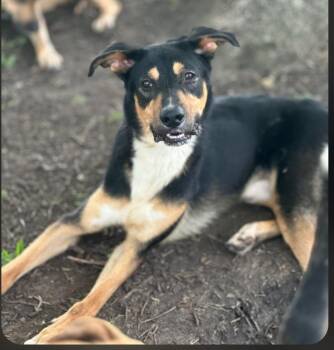 Benji -  Mixed Breed and Shepherd Dog for Adoption in Houston, Texas - Benji | PetCurious
