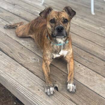 Tori -  Pit Bull Terrier Dog for Adoption in Mead, Colorado - Tori | PetCurious