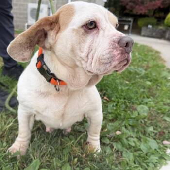 Jolene -  Beagle and Bulldog Dog for Adoption in Latrobe, Pennsylvania - Jolene | PetCurious