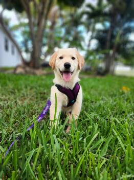 Golden Retriever and German Shepherd Dog Dogs Available for Adoption in Sunrise, Florida - Phoenix | PetCurious