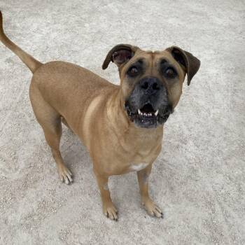 Cannoli -  Bullmastiff Dog for Adoption in Winnipeg, Manitoba - Cannoli | PetCurious
