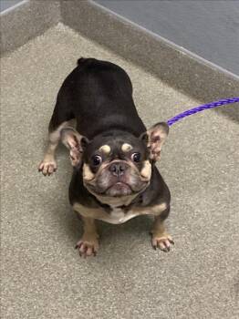 ERICA -  French Bulldog Dog for Adoption in Las Vegas, Nevada - ERICA | PetCurious