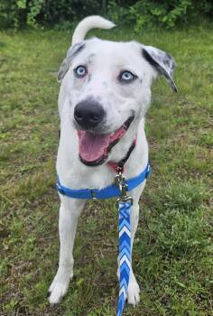 Loki (Deaf) -  Dalmatian Dog for Adoption in Salem, New Hampshire - Loki (Deaf) | PetCurious
