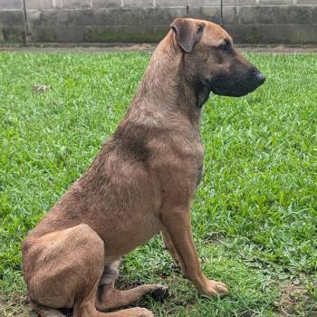 Jupiter -  Belgian Shepherd Malinois and Mixed Breed Dog for Adoption in Volcano, Hawaii - Jupiter | PetCurious