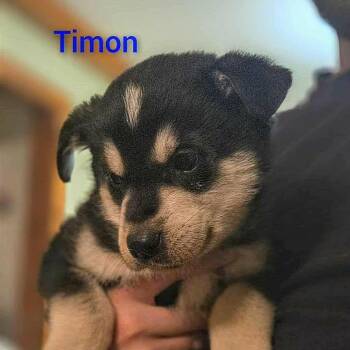 Husky Dogs Available for Adoption - Timon (20260219-03) | PetCurious