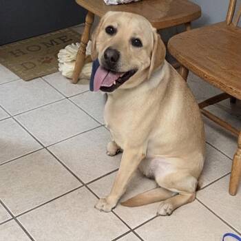 Dennis -  Yellow Labrador Retriever Dog for Adoption in Camden, Delaware - Dennis | PetCurious