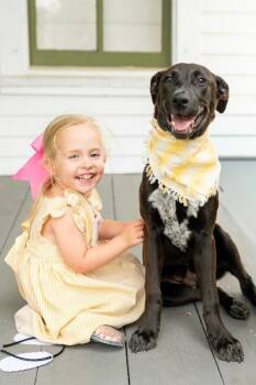 Victoria Valentina is family friendly kissy perfection -  Labrador Retriever and German Shepherd Dog Dog for Adoption in Friendswood, Texas - Victoria Valentina Is Family Friendly Kissy Perfection | PetCurious