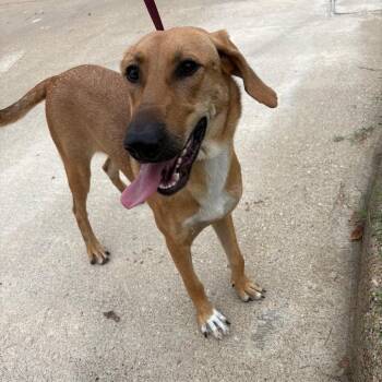 Mollie -  Black Mouth Cur Dog for Adoption in Lufkin, Texas - Mollie | PetCurious
