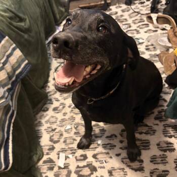 Sarge -  Black Labrador Retriever Dog for Adoption in Murray, Utah - Sarge | PetCurious