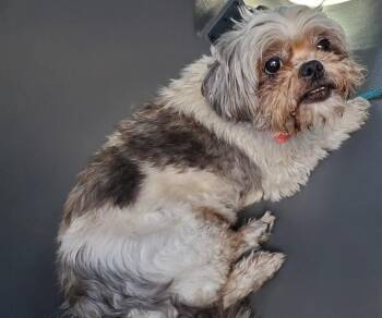 Shih Tzu Dogs Available for Adoption in Fort Lauderdale, Florida - EWOK | PetCurious