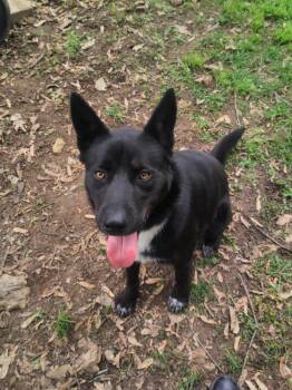 Rescue Australian Kelpie Dogs for Adoption in Princeton, Indiana - Oliver | PetCurious